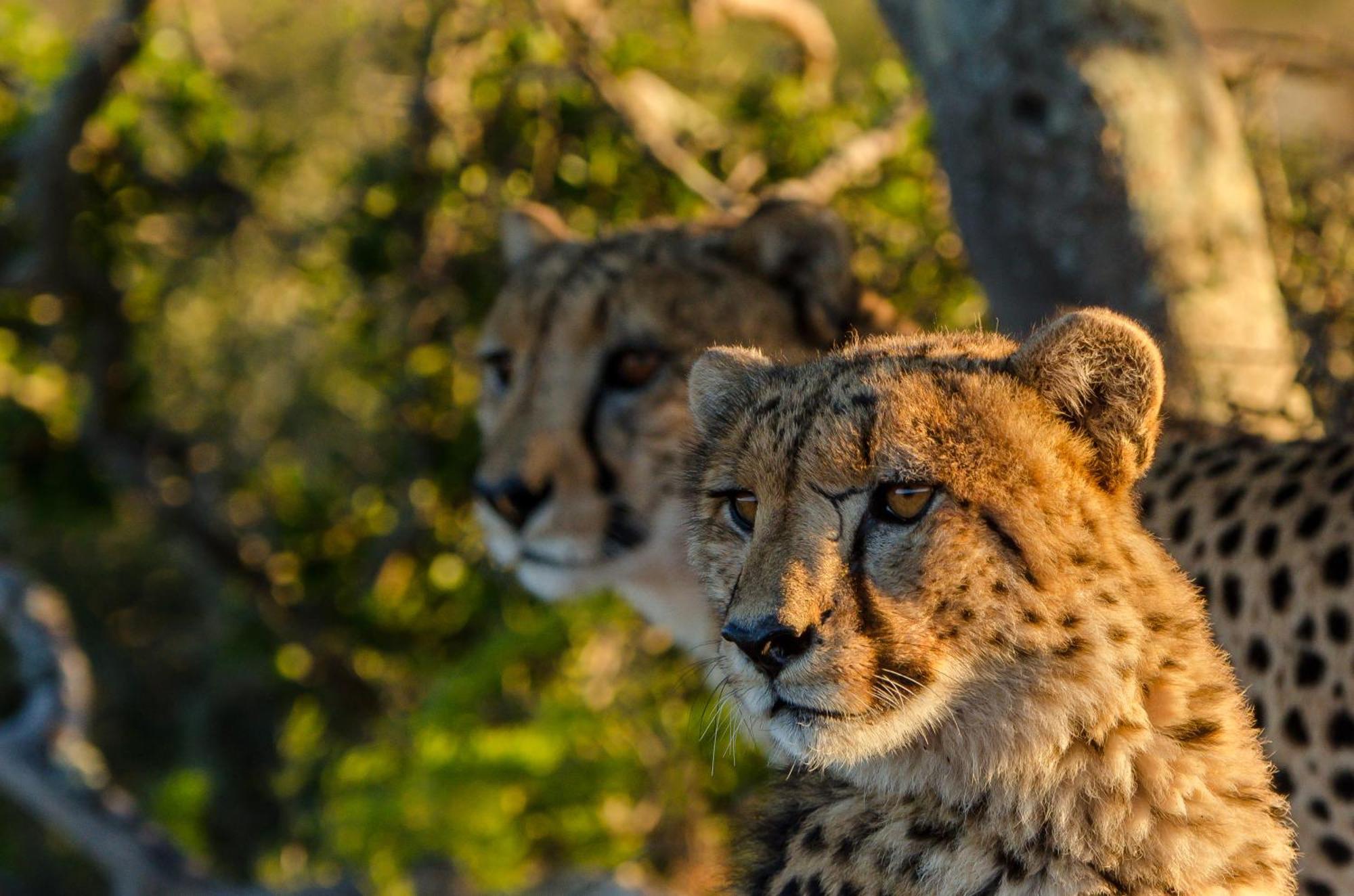 Kwandwe Private Game Reserve - Great Fish River Lodge Grahamstown Exterior foto