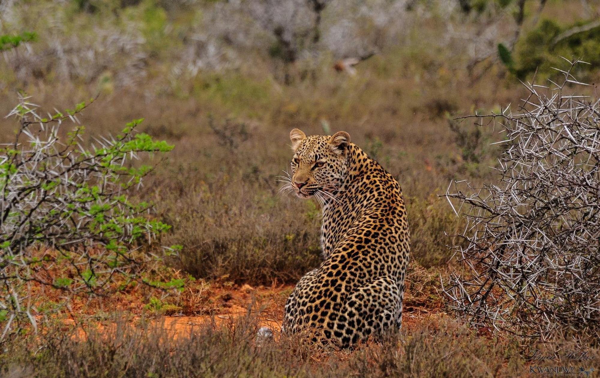 Kwandwe Private Game Reserve - Great Fish River Lodge Grahamstown Exterior foto